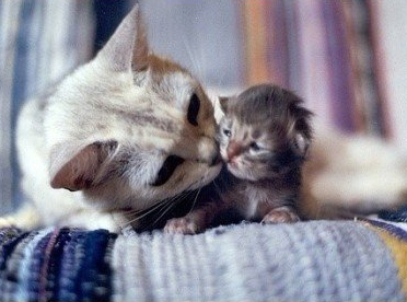 来，我给你舔舔