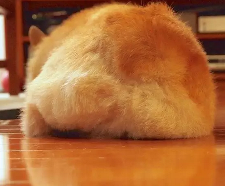 拥有大屁股的柯基犬
