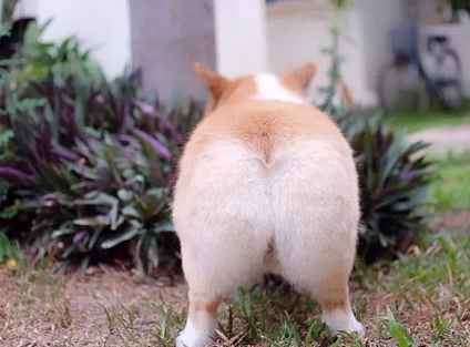 拥有大屁股的柯基犬