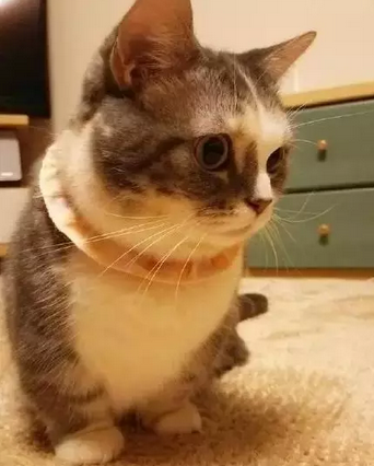 超可爱的短腿猫