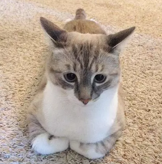 天生一副惊讶的表情