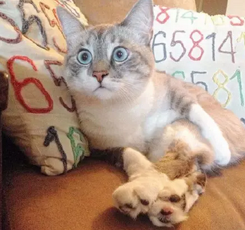 天生一副惊讶的表情