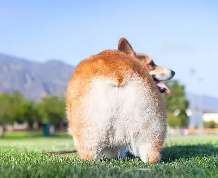 拥有大屁股的柯基犬