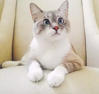 天生一副惊讶的表情