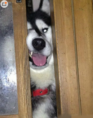 卧槽！疼死汪了