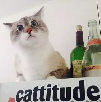 天生一副惊讶的表情