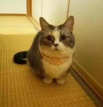 超可爱的短腿猫