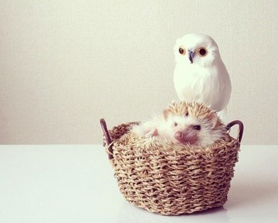 其实动物间也是能和谐相处的