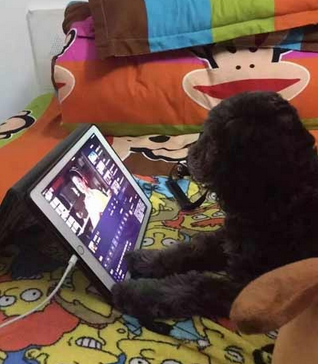 连汪都在看芈月传了