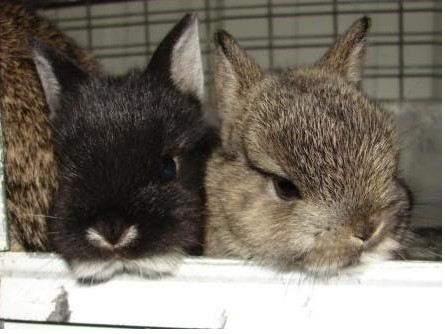 磨光兔生病了怎么办 可通过便便来分辨