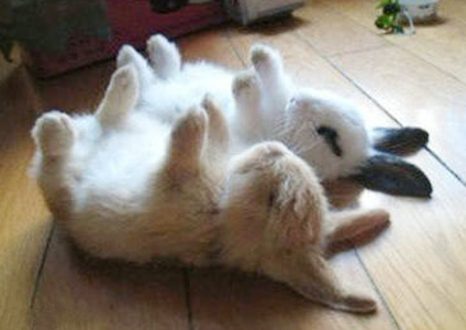 任性，就是喜欢仰卧