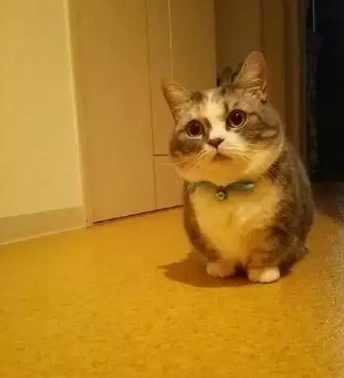 超可爱的短腿猫