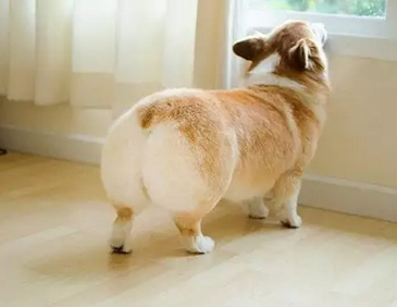 拥有大屁股的柯基犬