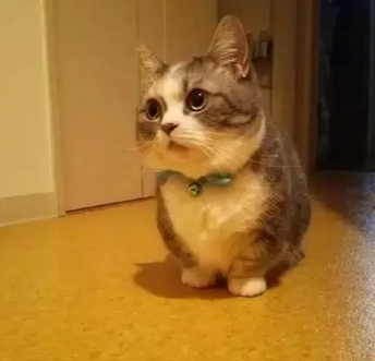 超可爱的短腿猫