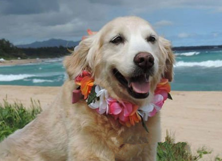 正在度假的汪星人