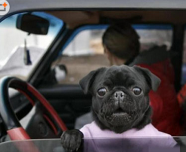 啊，坏了，有交警！