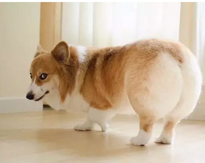 拥有大屁股的柯基犬