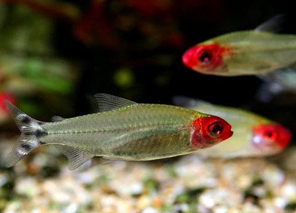 红鼻剪刀怎么养 适宜水温为22~26℃