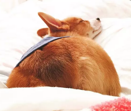 拥有大屁股的柯基犬