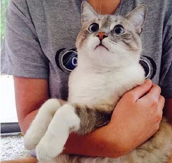 天生一副惊讶的表情