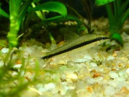 黑线飞狐吃什么 对各种饵料接受性较强