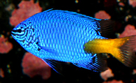 黄尾蓝魔鬼怎么养 是极好养的品种