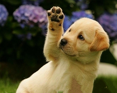 向你打招呼呢，hello~~