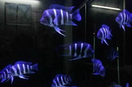 萨伊蓝六间鱼怎么养 该鱼抗病能力强