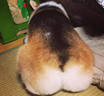 拥有大屁股的柯基犬