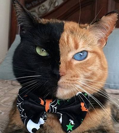 有个性的黄黑脸“分裂猫”