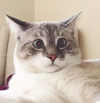 天生一副惊讶的表情