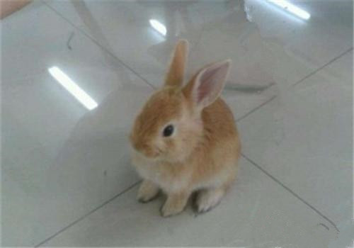 柏鲁美路兔拉稀怎么办 肠炎也会导致拉肚子