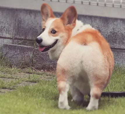 拥有大屁股的柯基犬
