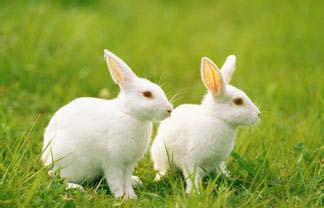 兔子怎样养殖 不能给兔子喝生水