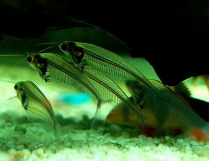 玻璃猫吃什么 该鱼喜欢吃活饵料