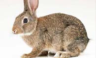 灰栗兔怎么养 在护理方面就要做到细致