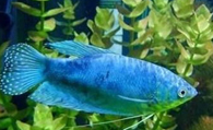 蓝星鱼怎么养 饲养水族箱宜大些