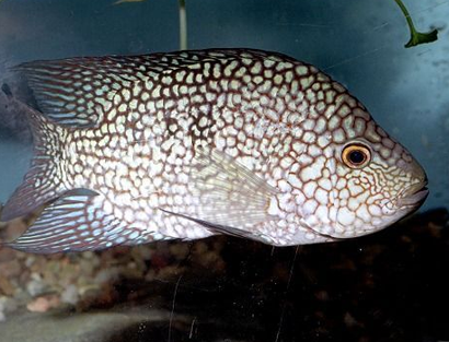 德州豹怎么养 是一种适应力很强的鱼种