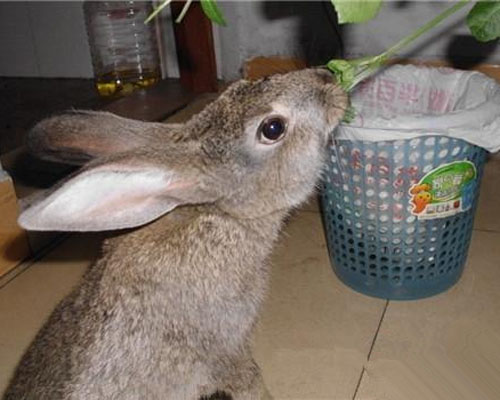 灰栗兔拉稀怎么办 确诊病因再治疗很重要