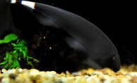 黑魔鬼怎么养 该鱼喜欢夜行生活