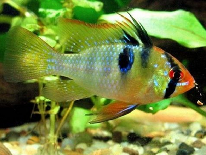 玻利维亚凤凰怎么繁殖 水温保持在28℃