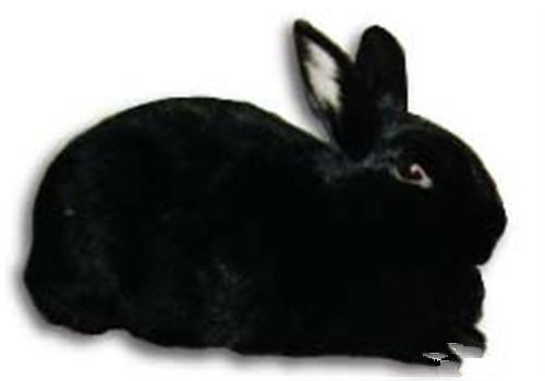 夏温拿兔生病了怎么办 进食量至关重要