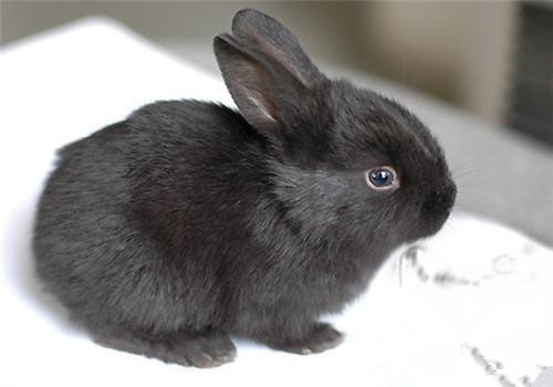 莲山黑兔生病了怎么办 多注意食物的卫生