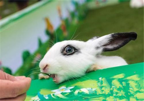 大麦丁兔生病了怎么办 一定要及时治疗