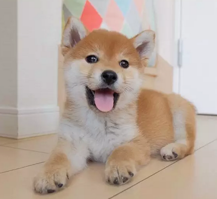 傻呼呼的小模样！