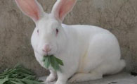 新西兰兔喂什么饲料 营养平衡的重要性