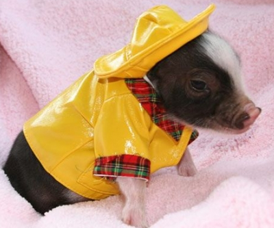 绚丽的黄色套装