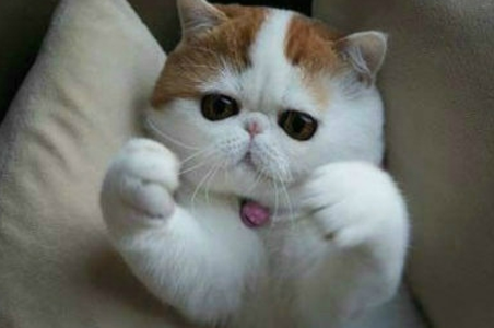 主淫，我今天抓到一只老鼠，有这么大呢！