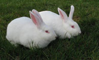 新西兰兔怎么养 喂给兔子足够的营养