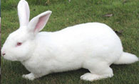 新西兰兔价格 一般在80元左右一只 
